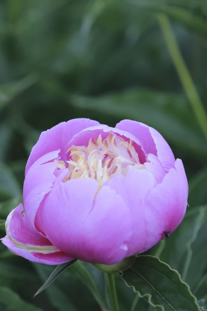 Yumesaika peony