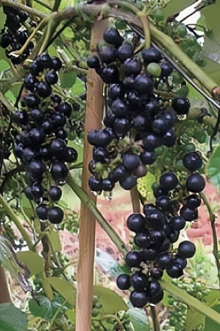沖繩產山葡萄
